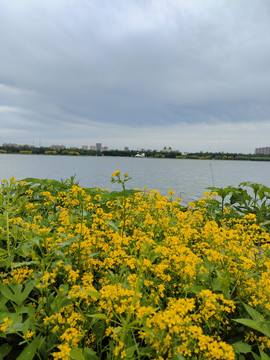 青青河边草