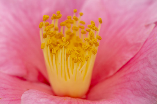 茶花花蕊特写