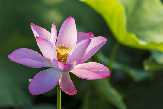 高清荷花