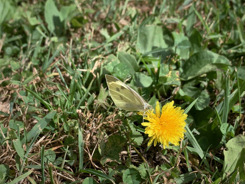 黄花与蝴蝶