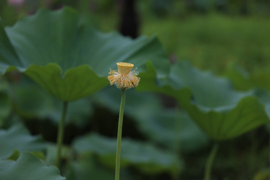 夏日荷花