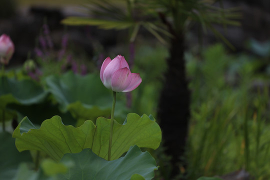 夏日荷花