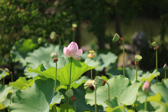 夏日荷花