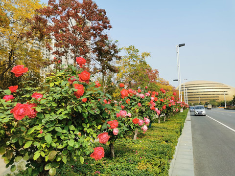 郑州市花月季与艺术中心