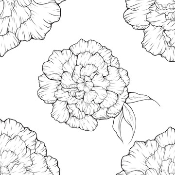 芍藥花線稿設(shè)計包裝花茶插畫