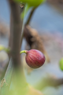 新鲜无花果