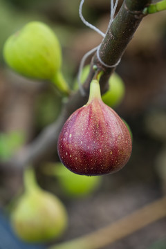 新鲜无花果