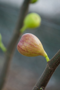 新鲜无花果