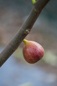 新鲜无花果