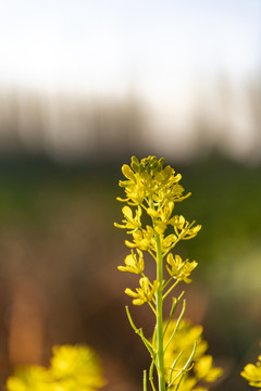 油菜花