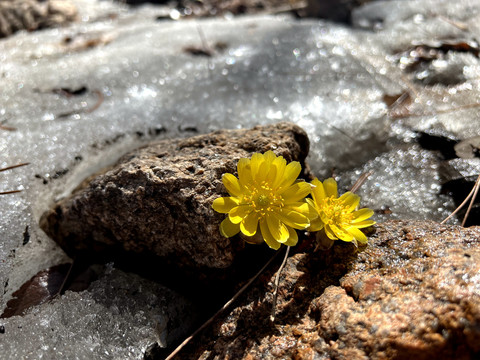 雪中花