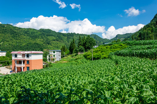 烟草种植地