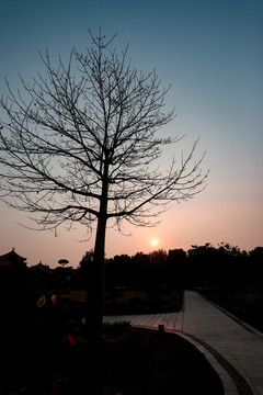 夕阳古树