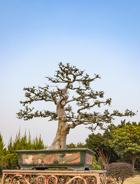 榆樹盆栽