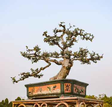 榆樹盆栽