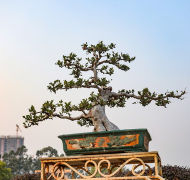 榆樹盆栽