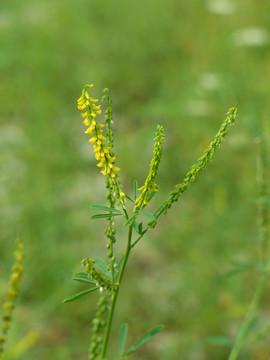 野生草木樨的开花期