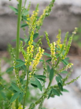 野生草木樨的开花期