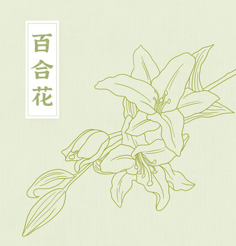 手繪百合花