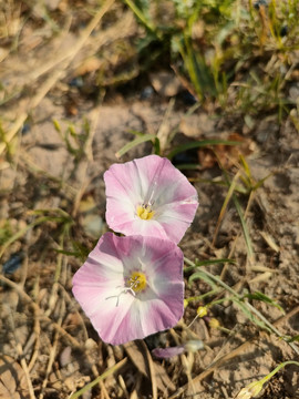 田旋花