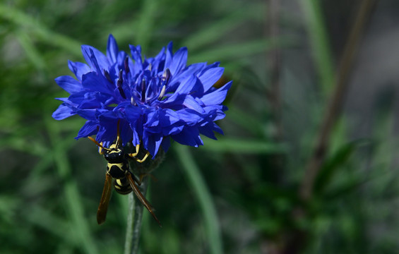 蓝色的矢车菊