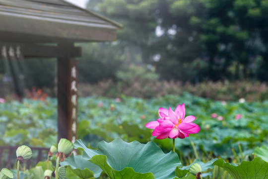 夏日荷花