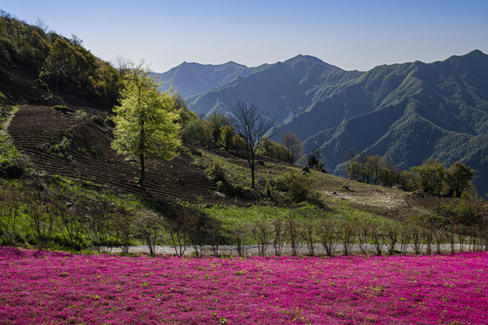 芝樱花盛开