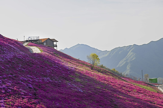 芝樱花盛开