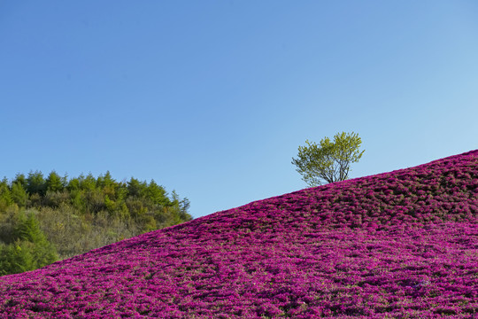 芝樱花