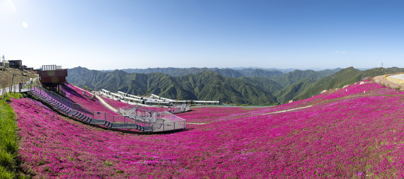 五峰滑雪场芝樱花全景图1