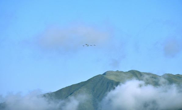 春山雁影