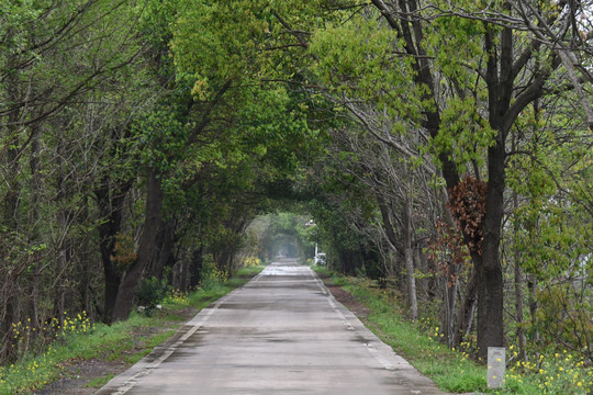 乡间小路