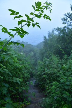 林间小路