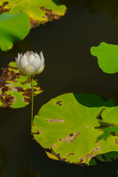 白色荷花