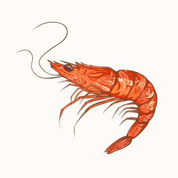包裝插畫海鮮食材蝦手繪國潮