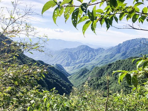 青山绿树