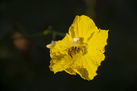 蜘蛛捕食蜜蜂