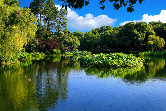 西湖风景