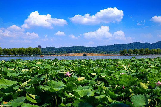 西湖风景