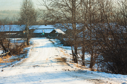 冬季村庄道路树林