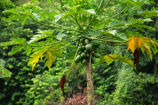 木瓜树