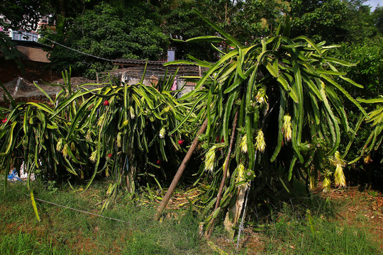 骨屯村