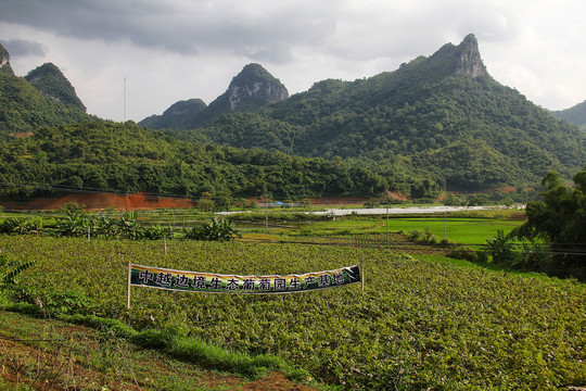 骨屯村