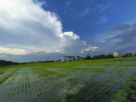 水乡稻田天空