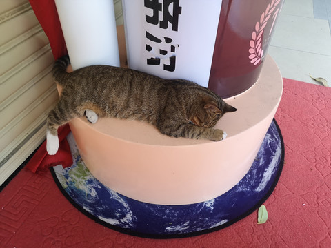 猫动物