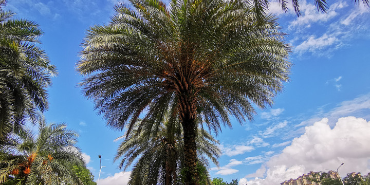 伞形棕榈树