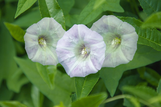 打碗花