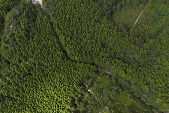 山王坪森林