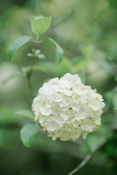 中华木绣球白色花朵