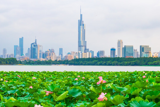 荷花丛夏天南京紫峰大厦